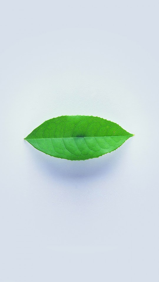 Minimal Green Leaf White  Android Best Wallpaper