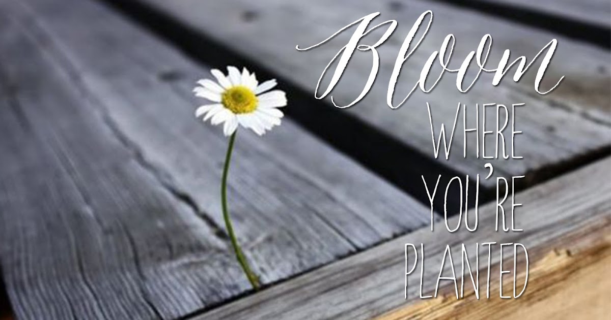 Missionary Mail "Bloom Where You're Planted" Quote Card