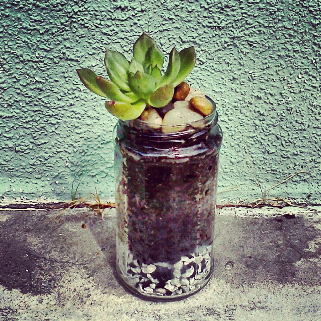Confetti Monster Schemes: Mini Terrarium DIY