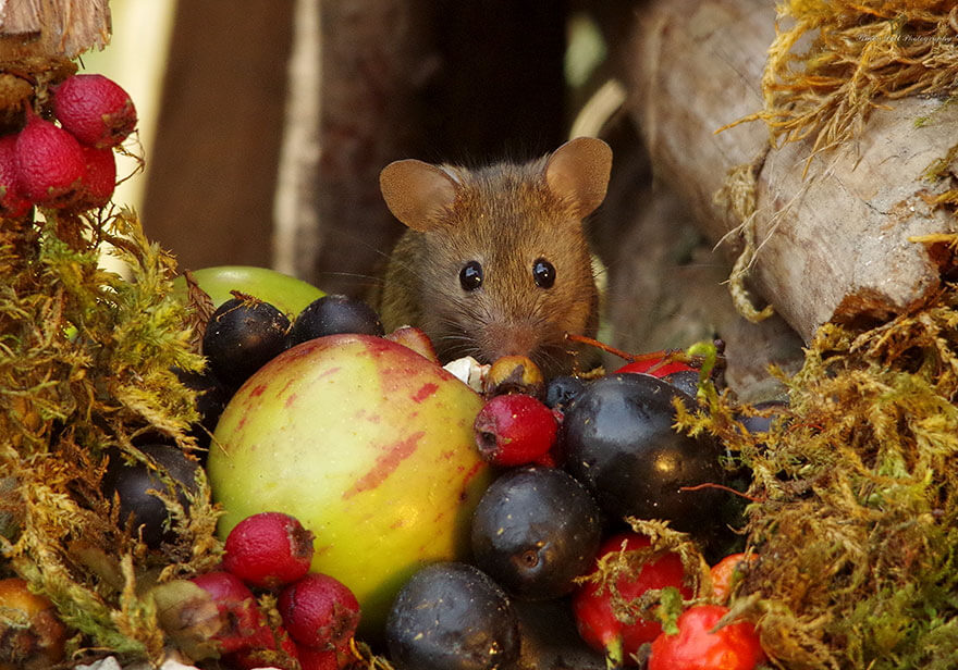 A Man Found A Mice Family In His Garden And Built An Amazing Miniature Village For Them