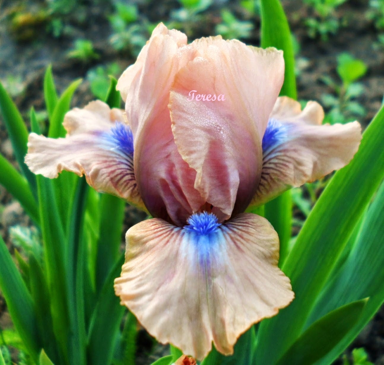 Chryzantemy zimujące ogrodowe - moja pasja .: Irysy -kosaciec