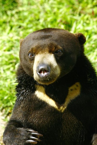 Foto Beruang Laut, Beruang Madu, Beruang Panda | GambarBinatang.Com