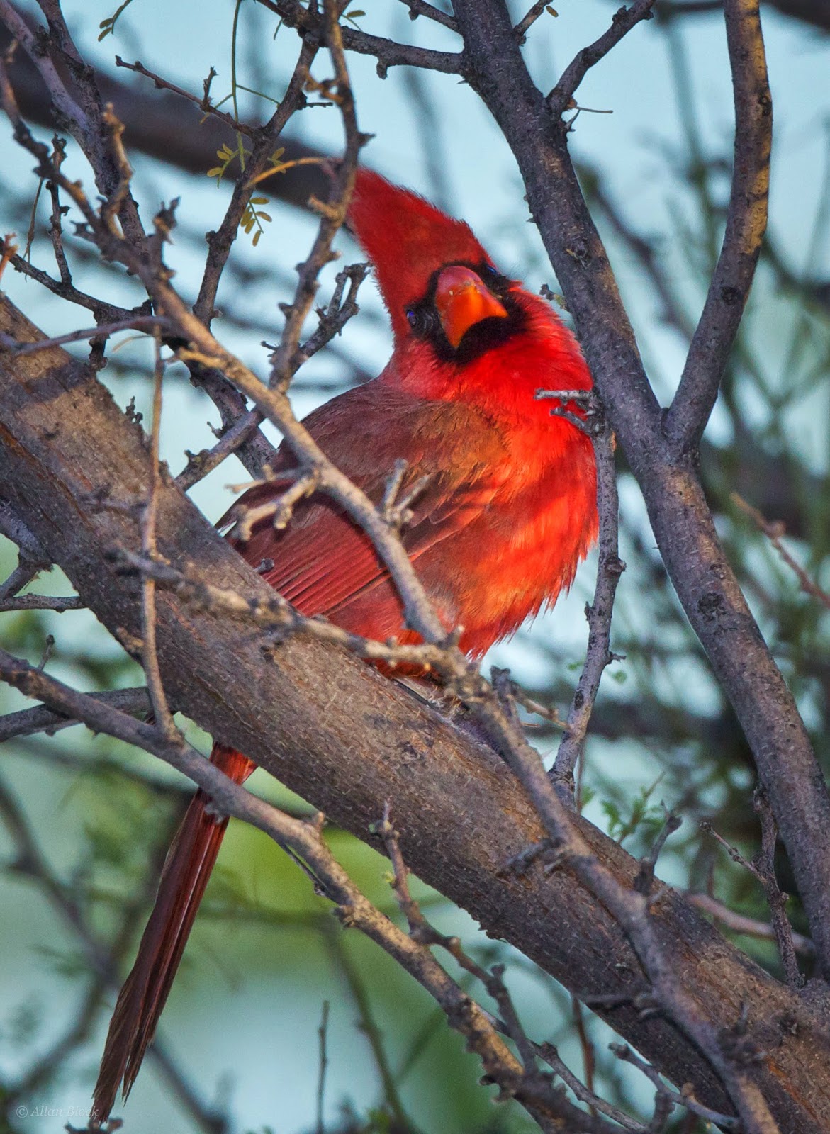 Feather Tailed Stories (southwest) Northern Cardinal