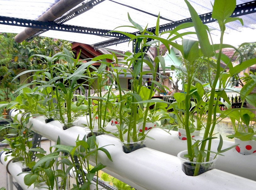 12+ Membuat Kebun Sayur Di Lahan Sempit, Info Penting!