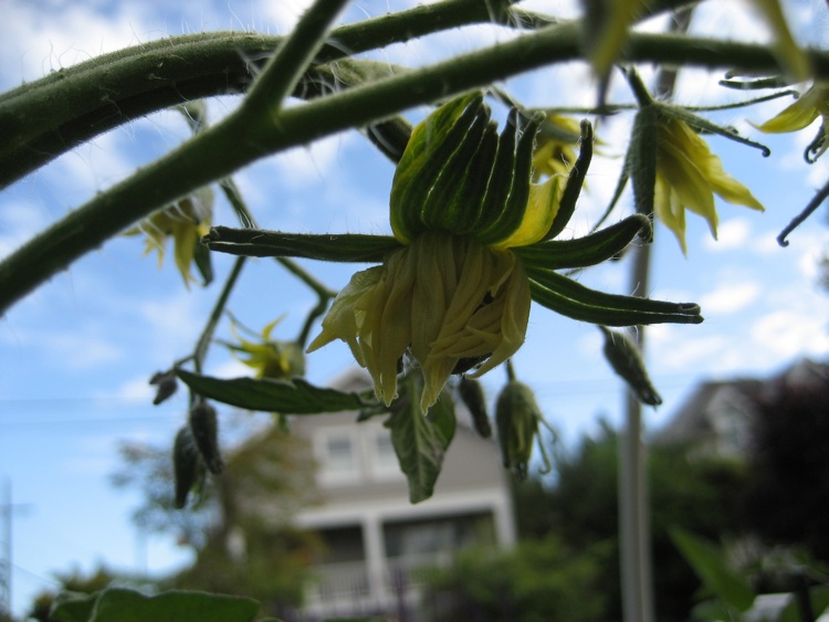 Pacific Northwest Gardener Tomato plants are finally setting fruit