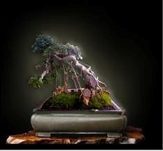 Bisnis Jual Beli Tanaman Hias Bonsai Bikin Kaya Mendadak