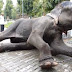 The elephant was abused for 50 years and then he was freed. Its reaction will break your heart.. (VIDEO)