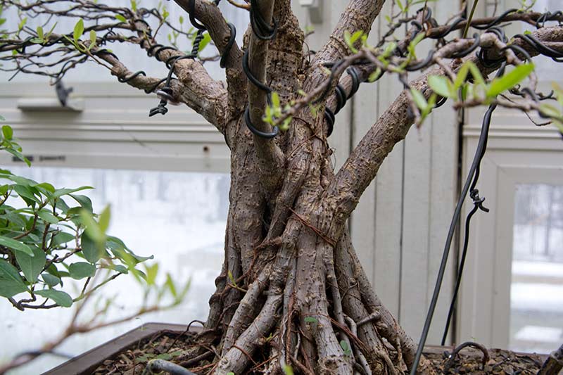 Walter Pall Bonsai Adventures Meeting Hank Miller the master of fused
