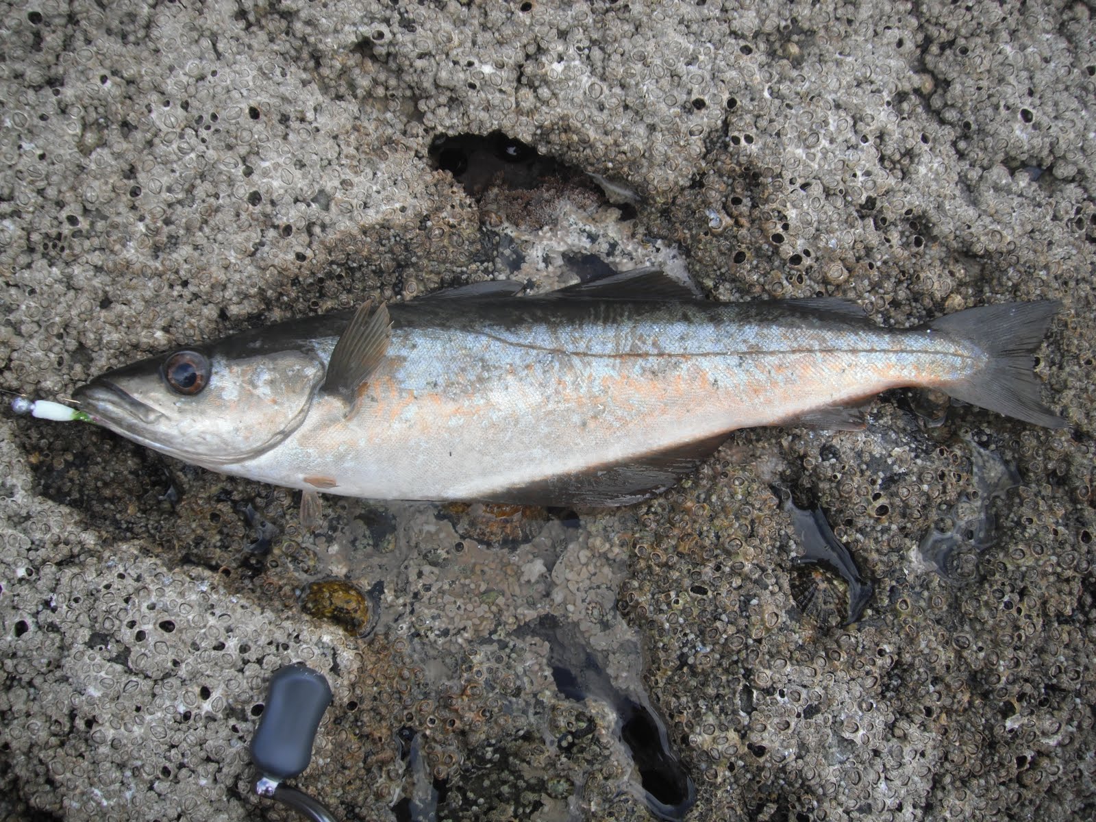 South East Lure Angling A day of firsts.....