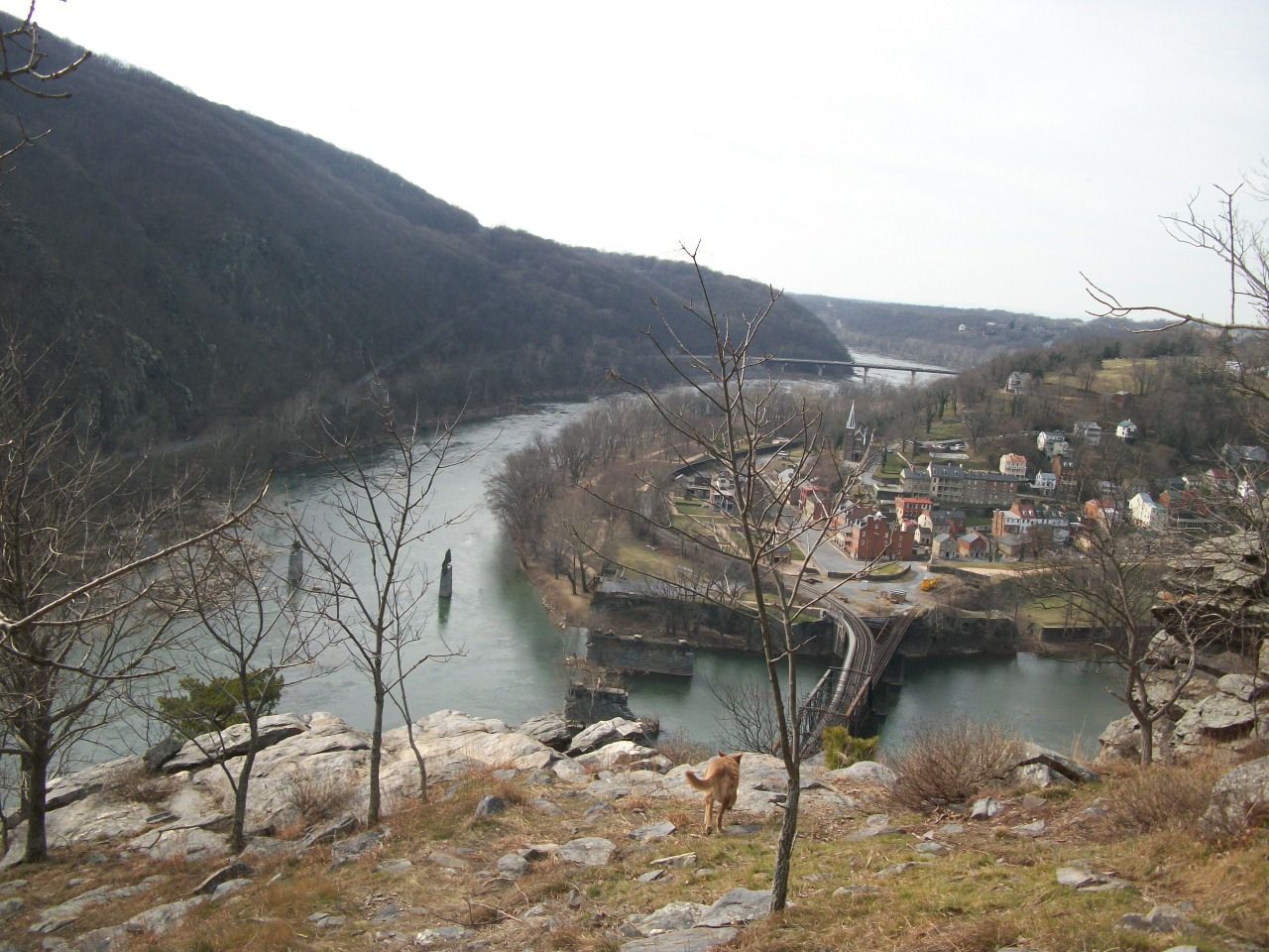 Peaceful dog Harper's Ferry and Another Harrowing Hike