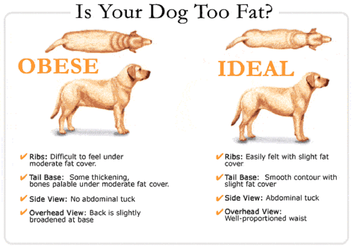 Tips to Know If Your Dog Is at a Healthy Weight Doglopedix