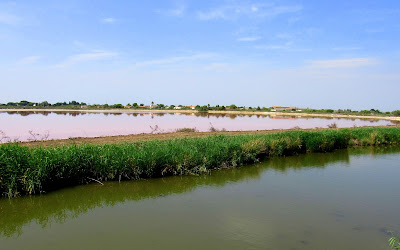 Salinas de la Camarga