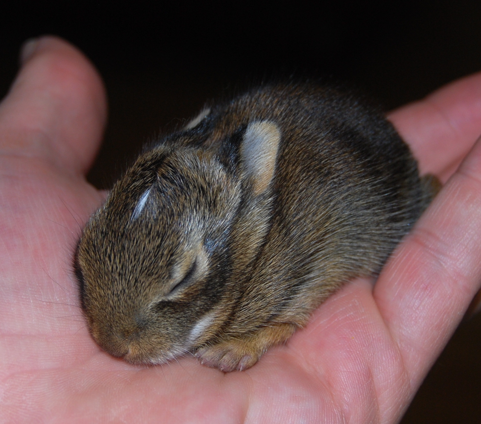 North Georgia Naturalist: Orphaned Baby Rabbits