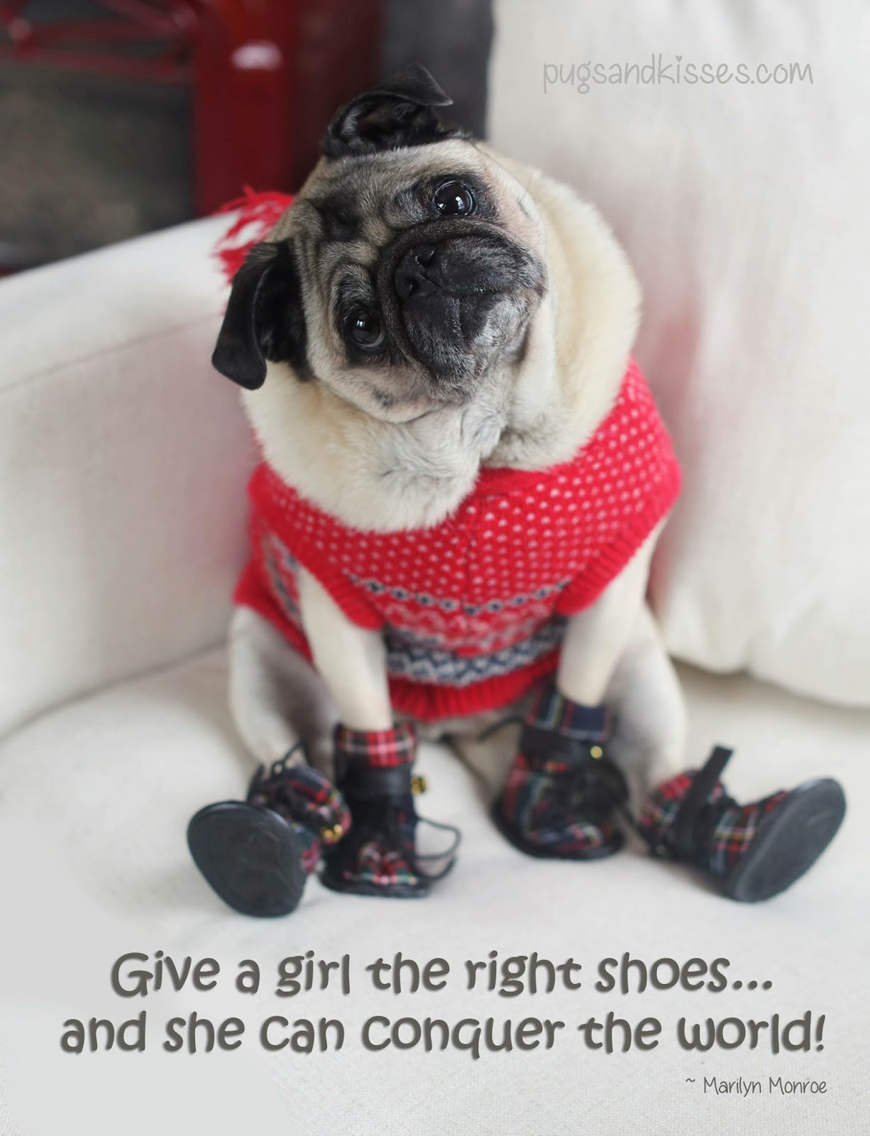 pug with shoes