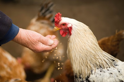 Chicken eating feed supplements