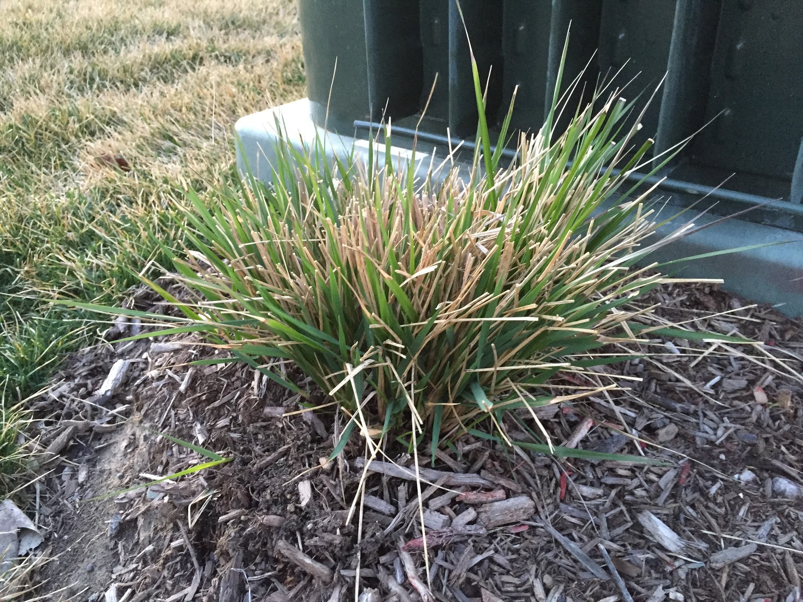 April Feather Reed Grass 'Karl Foerster' Calamagrostis acutiflora