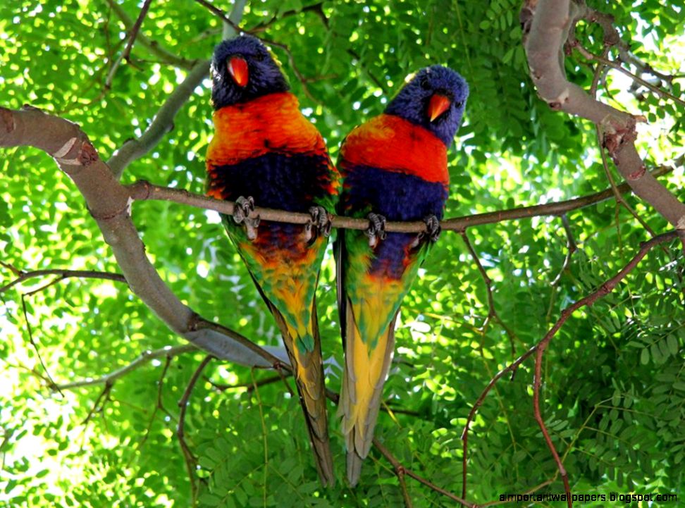 Lorikeet Bird pictures