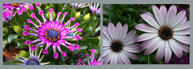 Osteospermum plant 