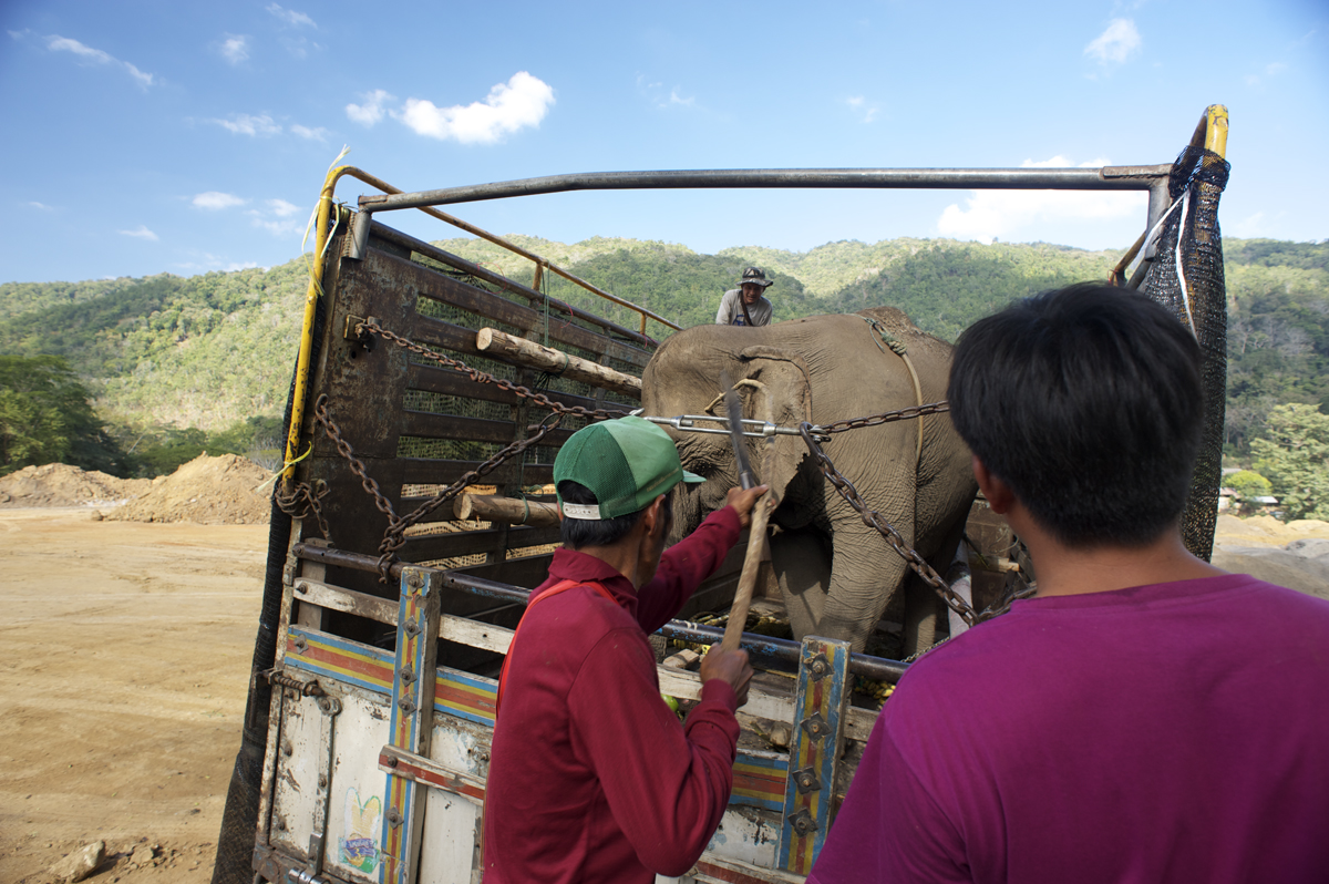 Ride Bikes, Not Elephants Elephant In The Room