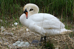 eggs laying birds swan poole babies