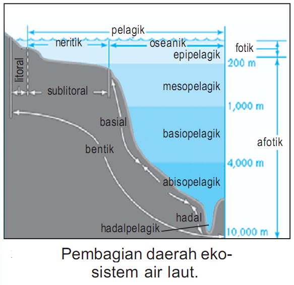 Ekosistem Air Laut/ Ekosistem Bahari | MATERI | SOAL BIOLOGI SMP SMA