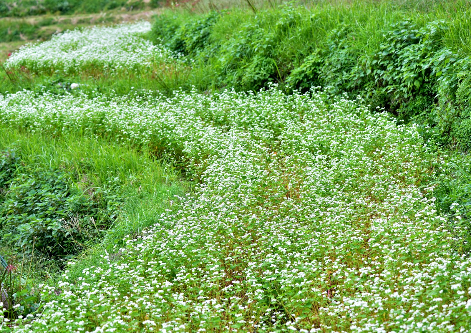 和の花だより 棚田の蕎麦畑 その２ 等覚寺 18