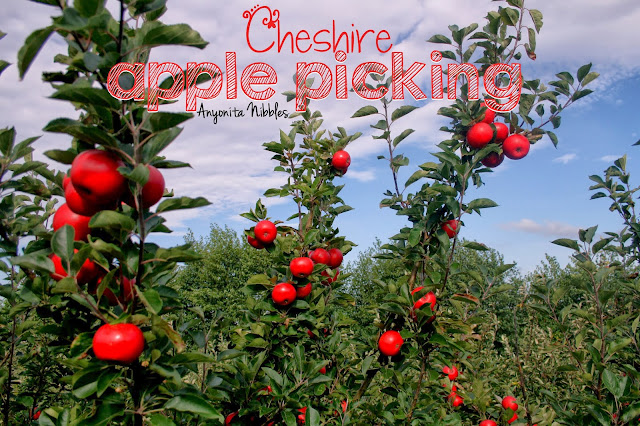 Cheshire Apple Picking from www.anyonita-nibbles.com