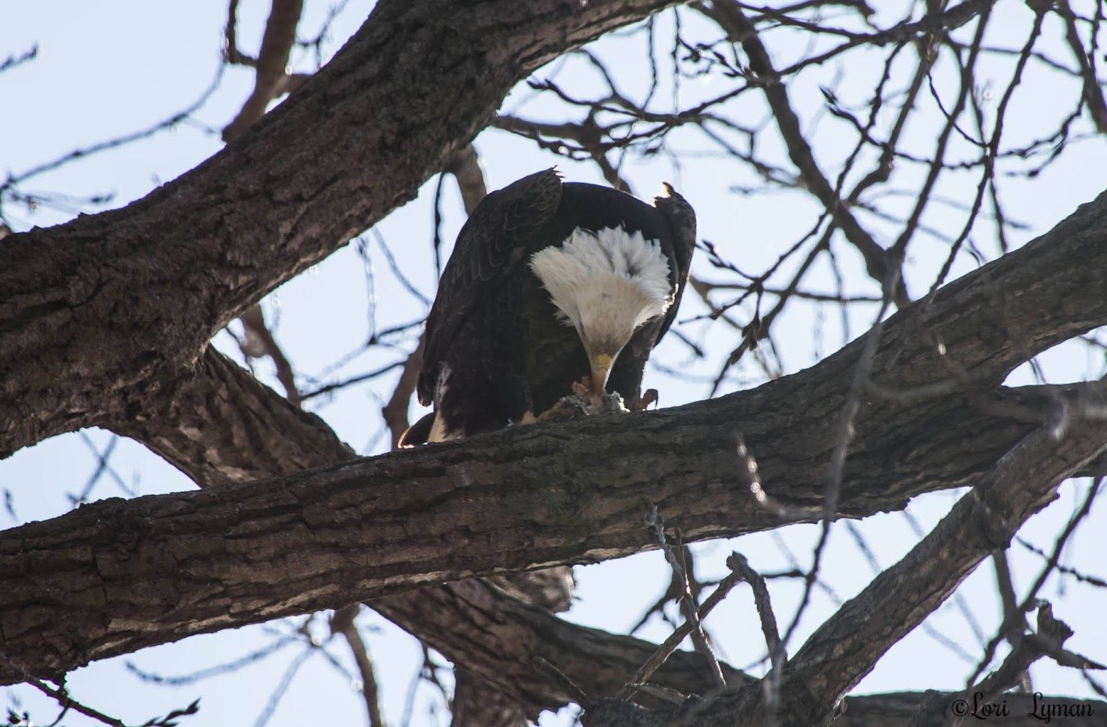 Lemon Greentea Canon S Newest Range Of Products From Dslr