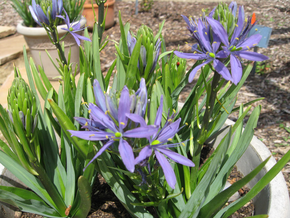Mother Nature's Backyard A Waterwise Garden Growing California