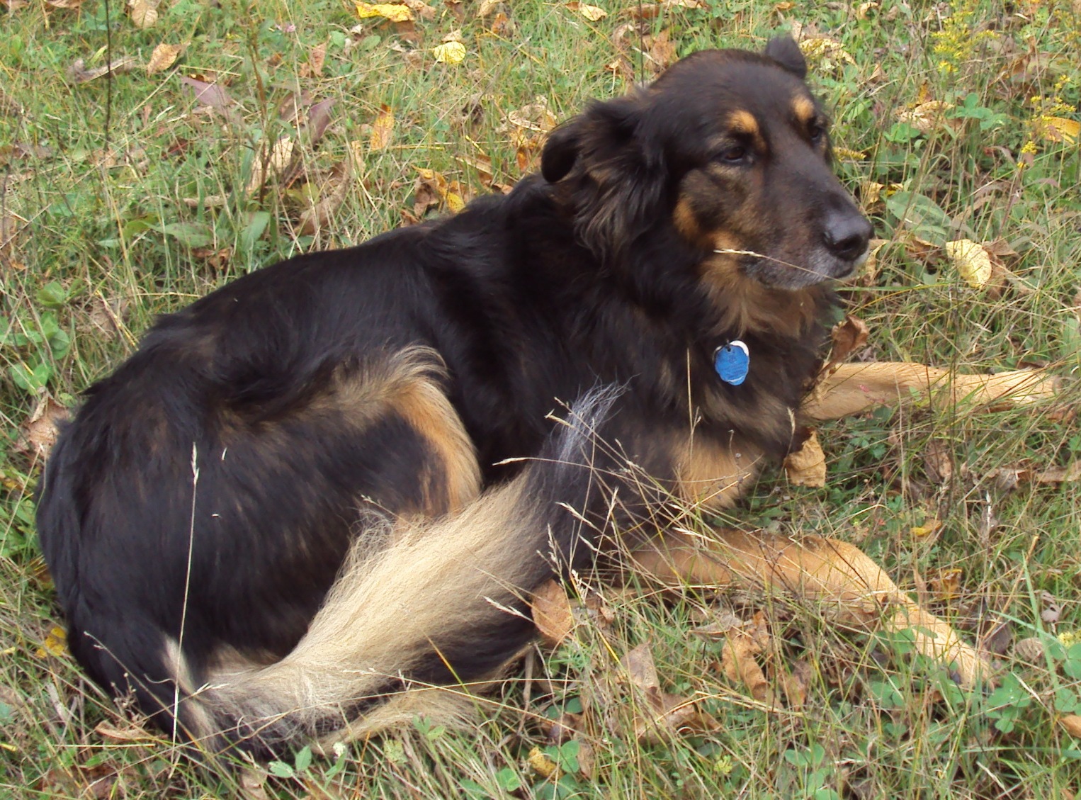 Anxiety and Stress in Dogs The Role of Omega3 Fatty Acids in