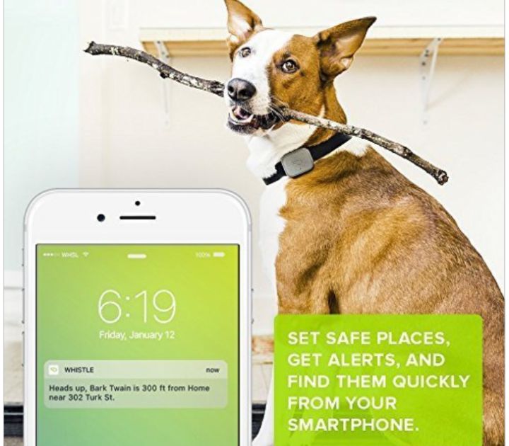 Whistle's Smart Activity Tracker for Pets