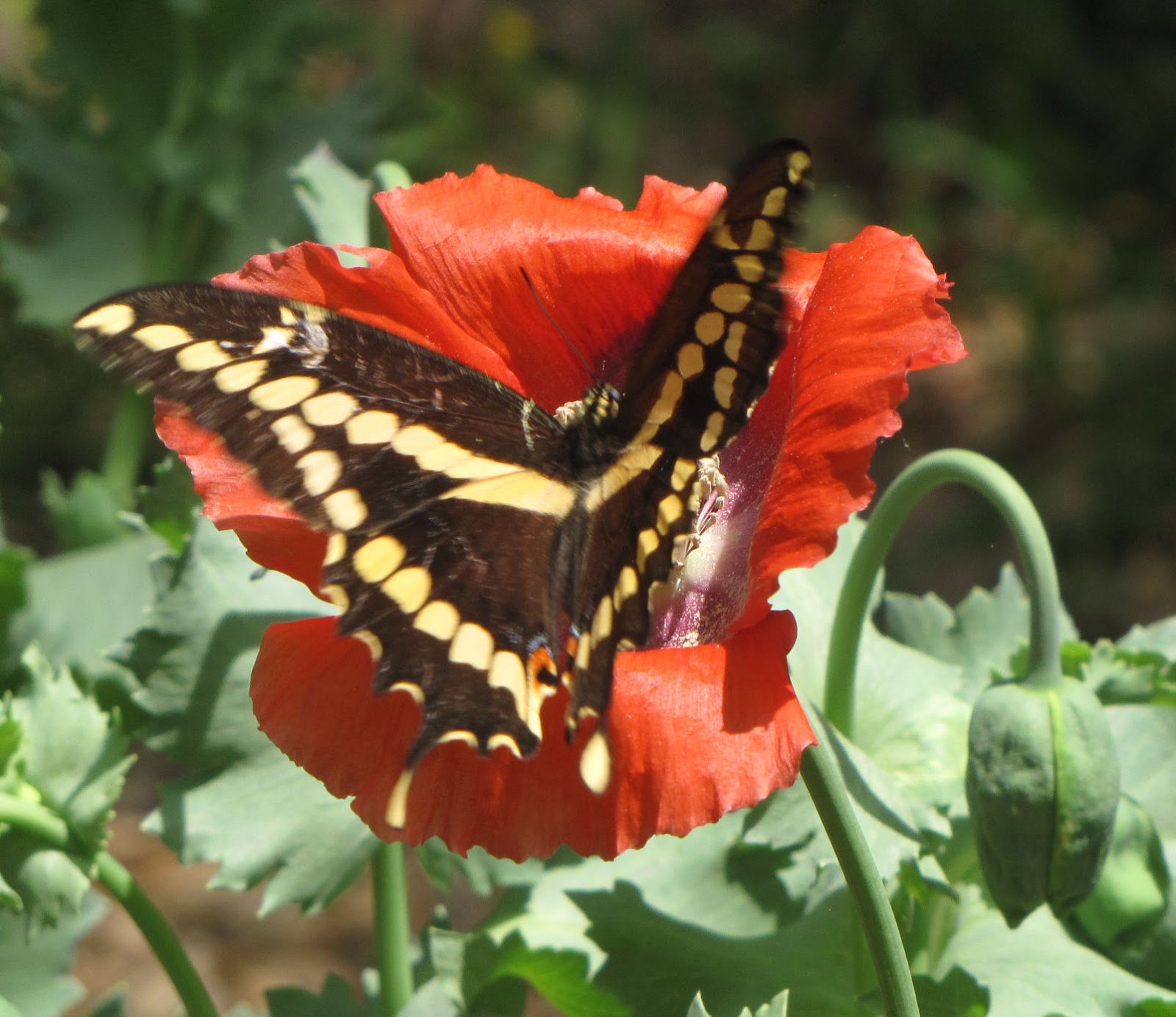 Plogging plus: Butterfly on Poppy Painting