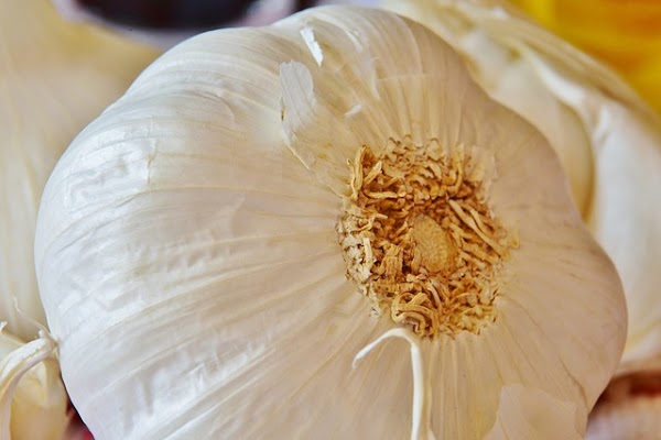 Berikut Beberapa Manfaat Dari Bawang Putih Untuk Kecantikkan Kulit Wajah Berikut Beberapa Manfaat Dari Bawang Putih Untuk Kecantikkan Kulit Wajah