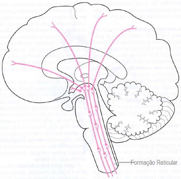 Atividades Teórico-práticas em Metabolismo e Morfofisiologia : Cerebelo ...