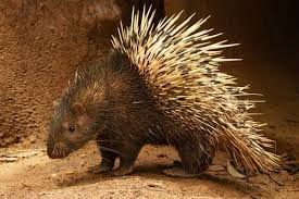 8 Hewan Berkhasiat Obat Hewan digunakan sebagai sumber pengobatan sejak lama 8 Hewan Berkhasiat Obat