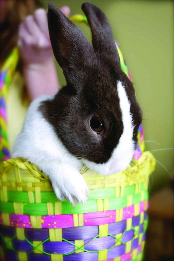 Dutch Rabbit Information and Pictures Amazing Pets For You