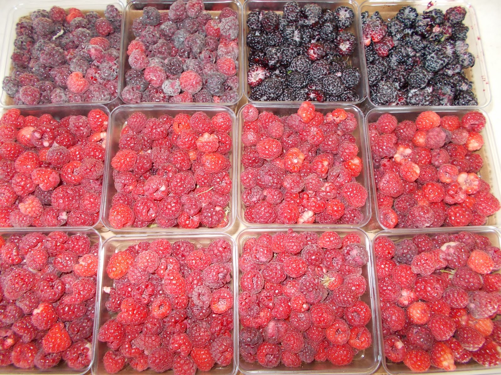 Brenda's Berries & Orchards Four Types of Raspberries Ripe Now