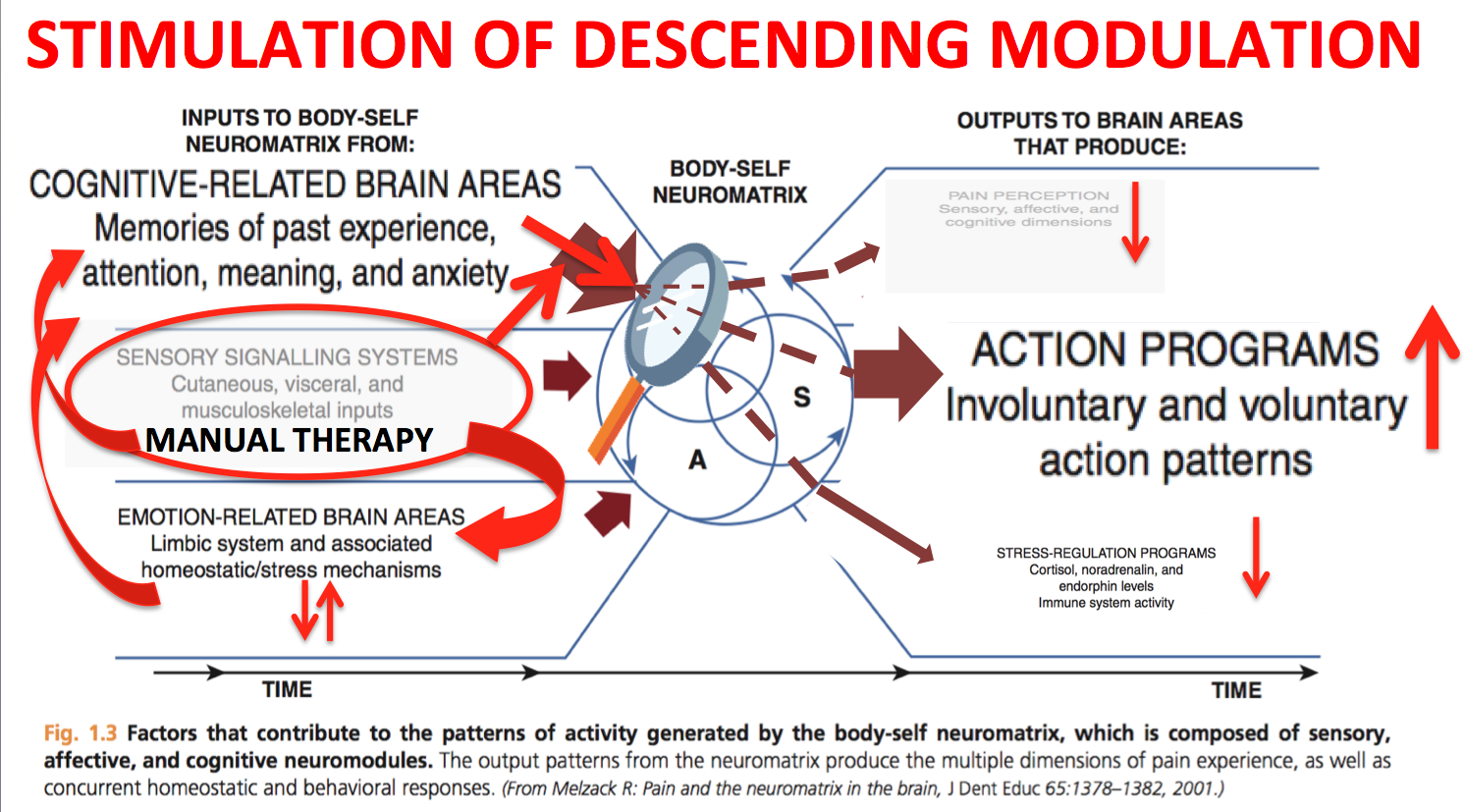 HumanAntiGravitySuit: Dermoneuromodulation: The neuromatrix model of pain