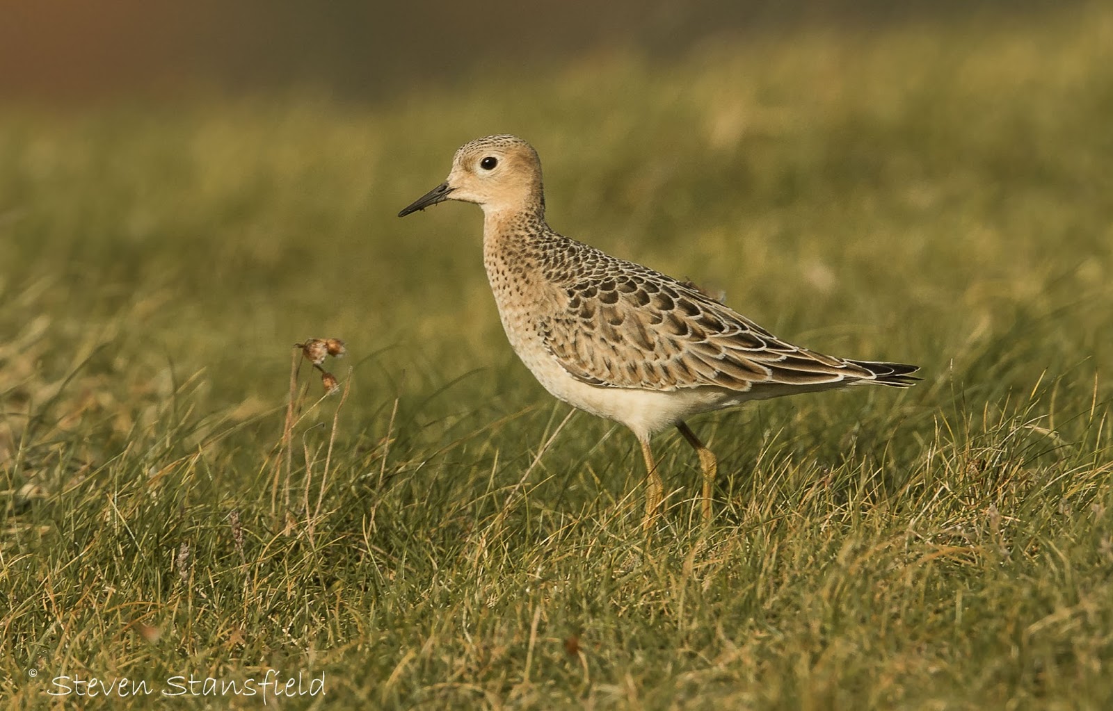 Bardsey's Wildlife General Observatory Assistants' Job Specification