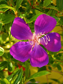 Tibouchina urvilleana edwardsii Glory Flower Universal Studios Orlando by garden muses-not another Toronto garden blog