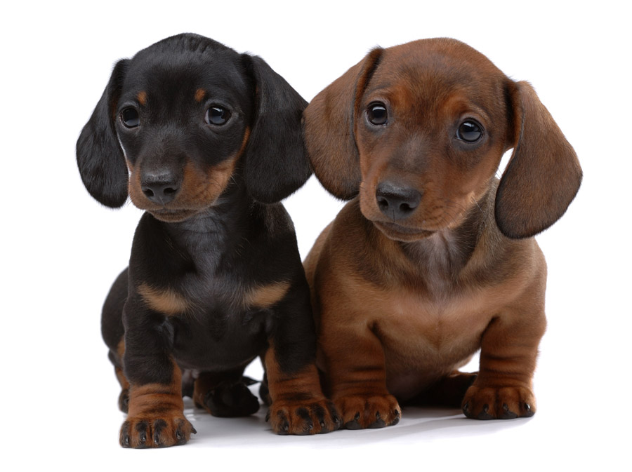 How much does a Dachshund Puppy Cost? Annie Many