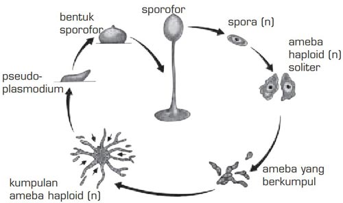 Terkini Bagaimana Cara Reproduksi Jamur Lendir Seluler