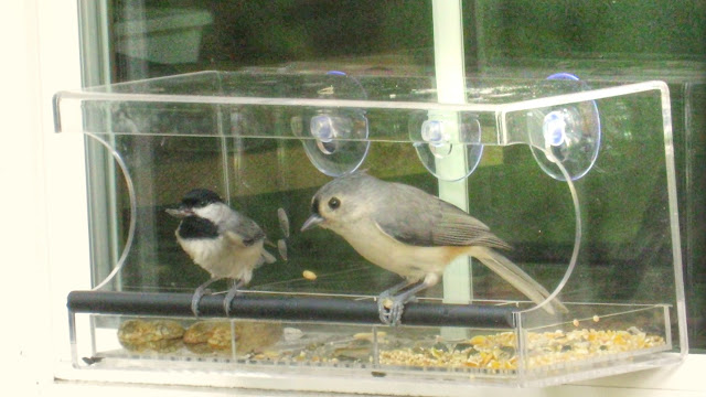 Tufted Titmouse and Chickadee Sunflower Seed Cracking Technique