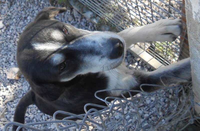 Bisiklet Günlüğü Bodrum Hayvan Barınağı
