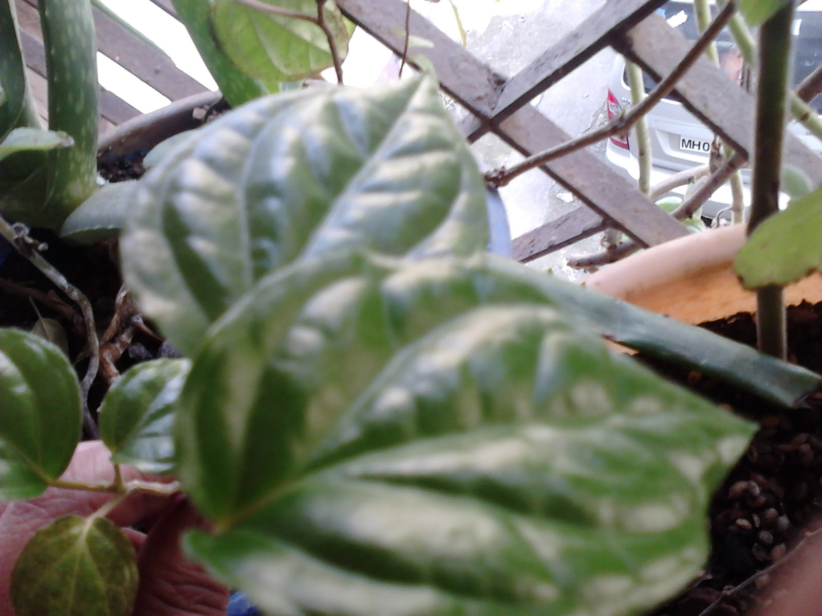 Garden Care Simplified Betel leaf Pan Climber and My Lovely New