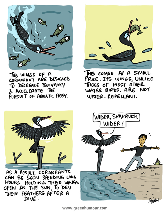 Green Humour The Wings of a Cormorant