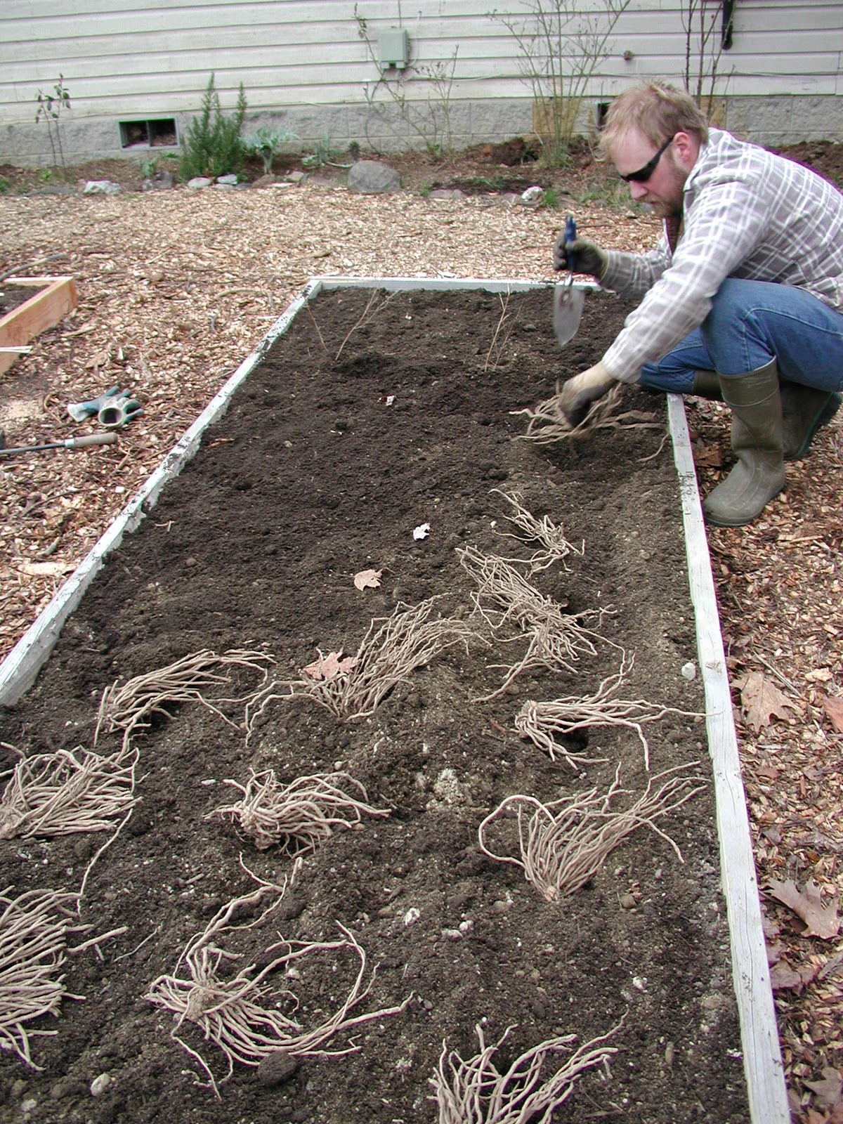 How To Plant Asparagus In Raised Bed / Learn How To Make An Asparagus