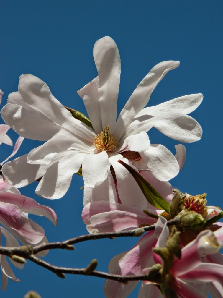 Магнолии и море