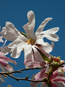 Magnolia x loebner Leonard Messel magnolia by garden muses-not another Toronto gardening blog