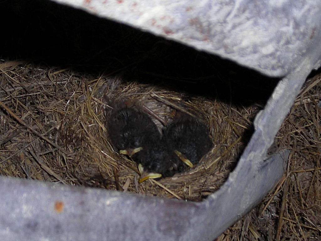 El ti Joaquín . com: El pájaro albañil